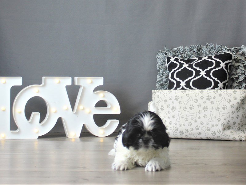 Shih Tzu