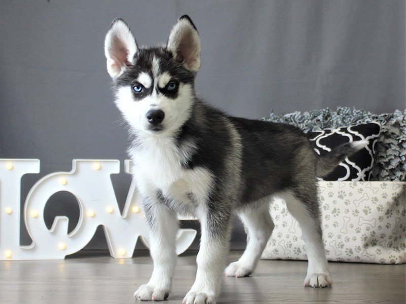 Siberian Husky