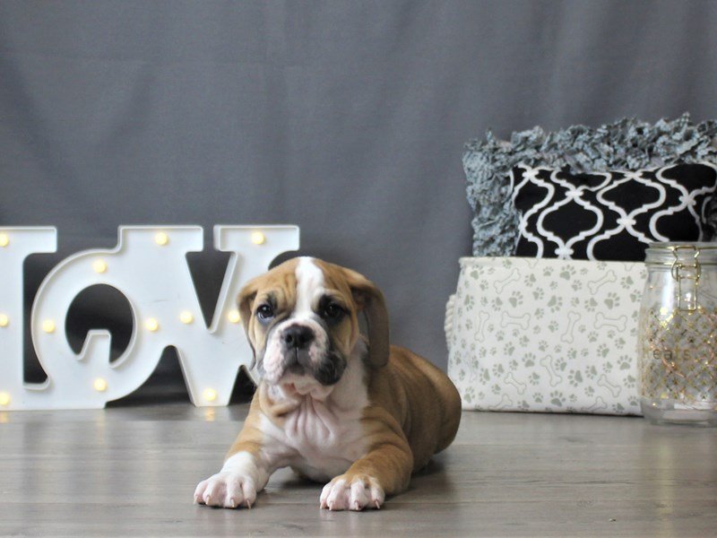 Bulldog/Bulldog-Beagle