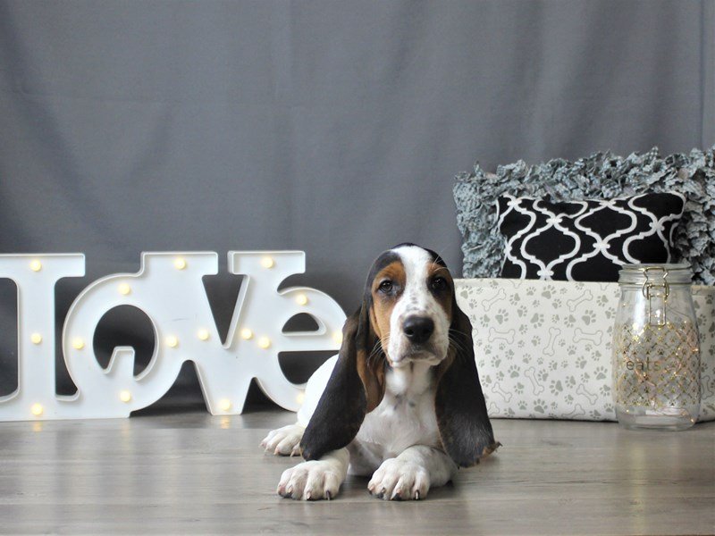 Basset Hound