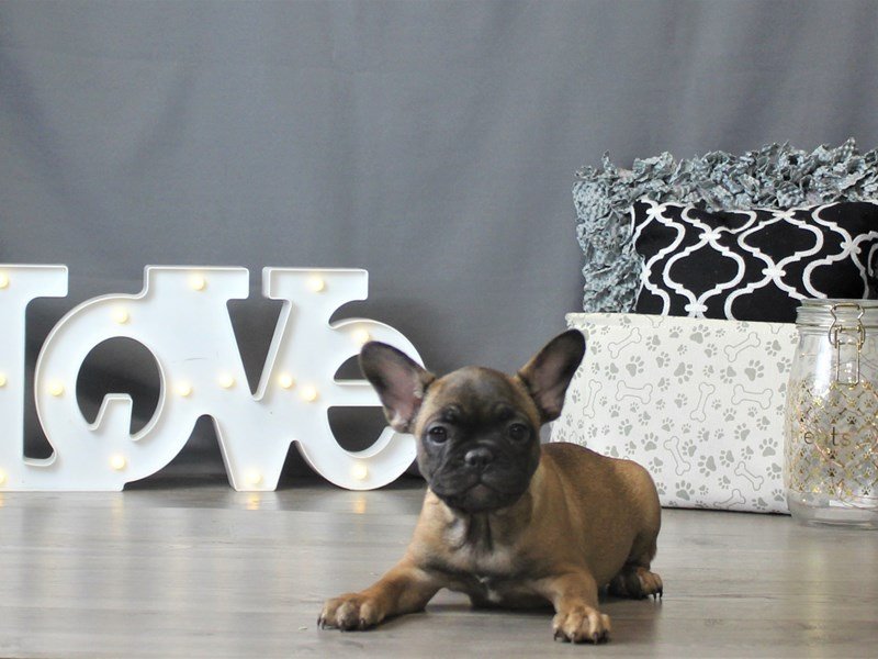 French Bulldog