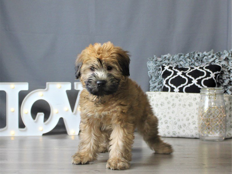Soft Coated Wheaten Terrier
