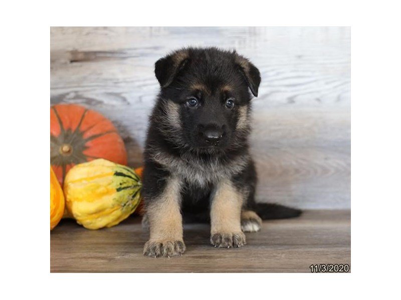 German Shepherd Dog
