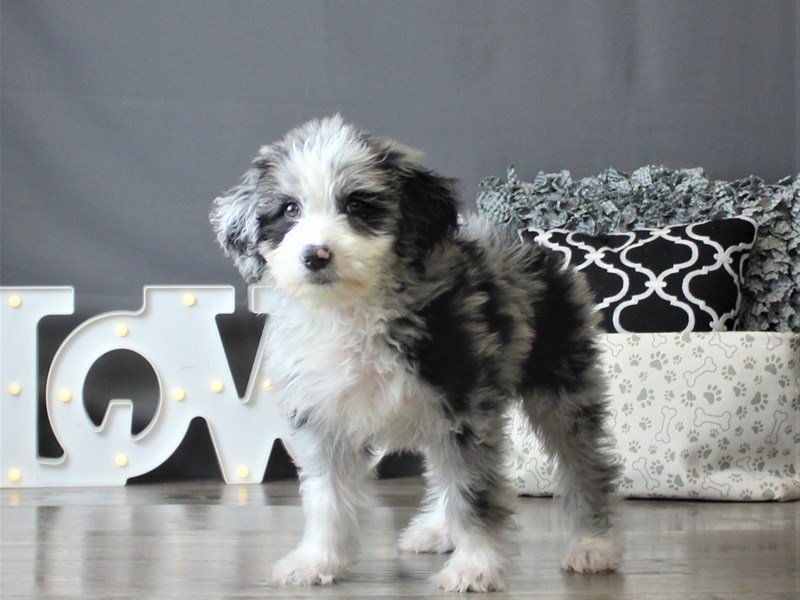 Poodle/Australian Shepherd