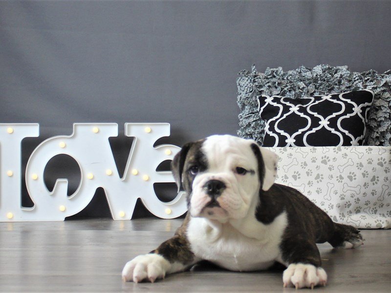 Bulldog