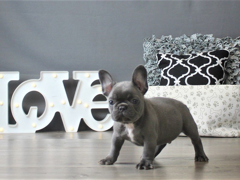 French Bulldog