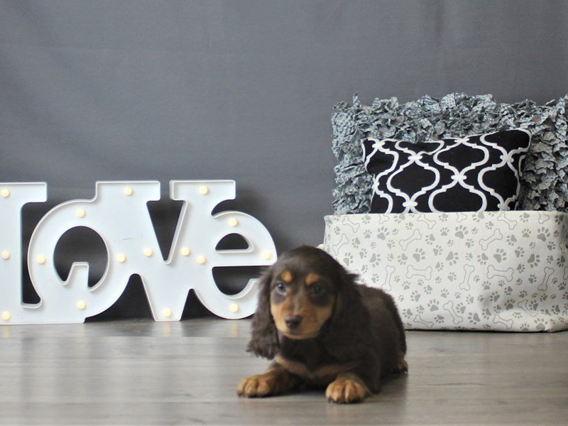 Dachshund