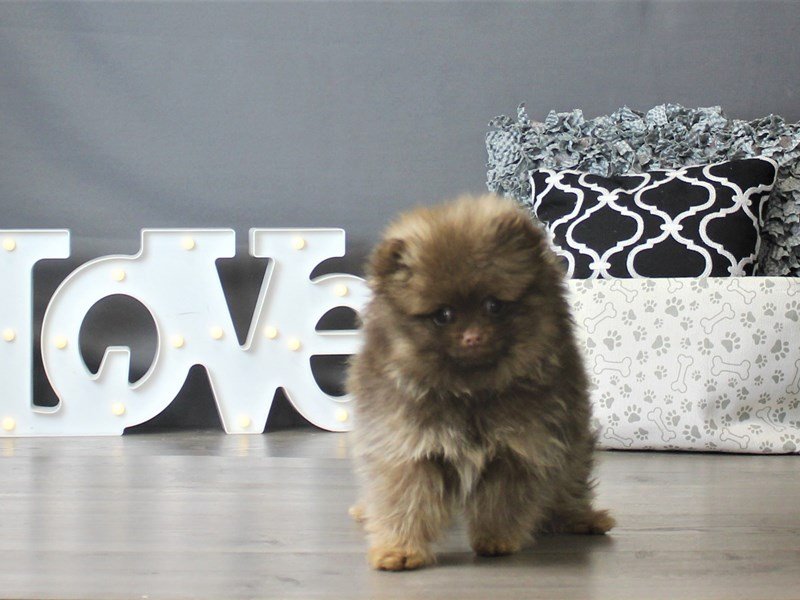 PomeranianDOGMaleChocolate / Tan2917647Petland Carriage Place