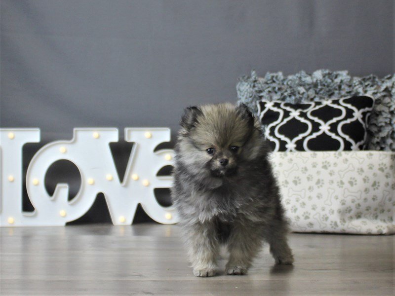Pomeranian