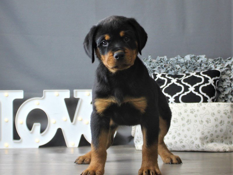 Rottweiler