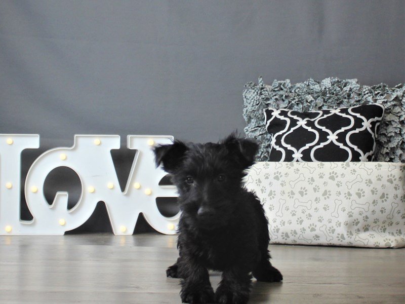 Scottish Terrier