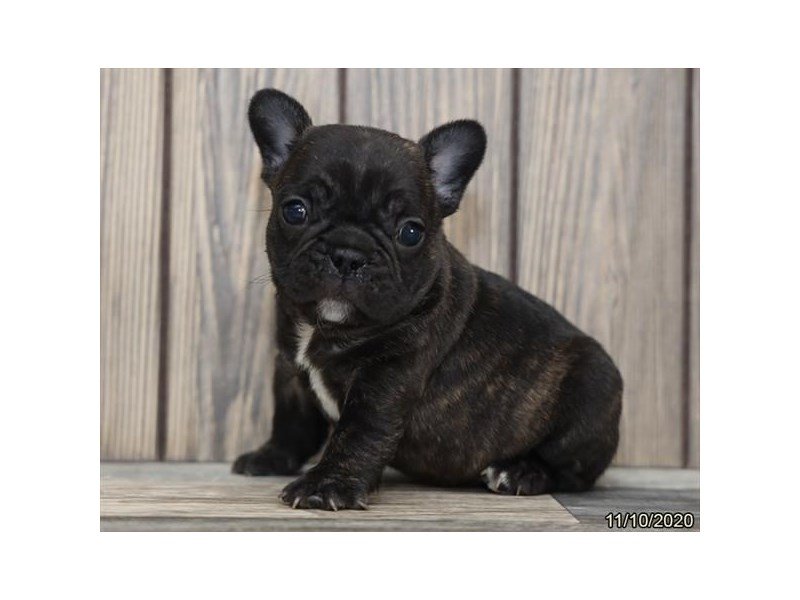 French Bulldog