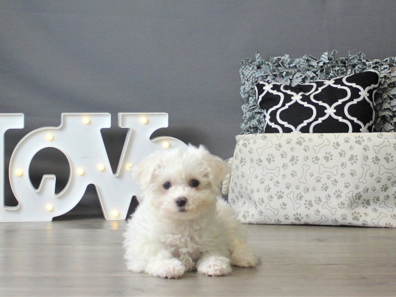 Bichon Frise