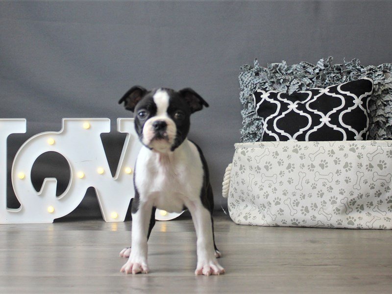 Boston Terrier