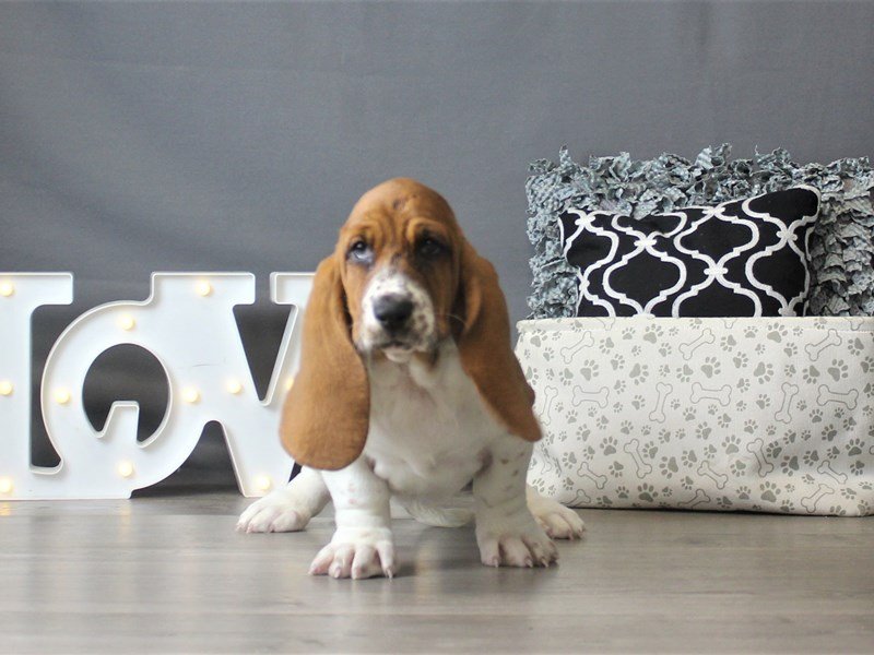 Basset Hound