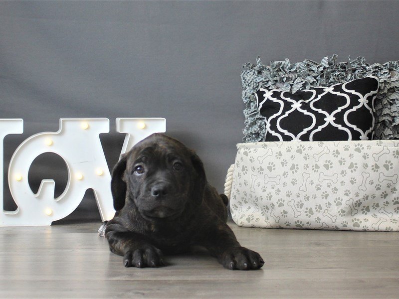 Cane Corso