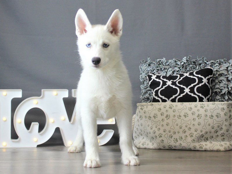 Siberian Husky
