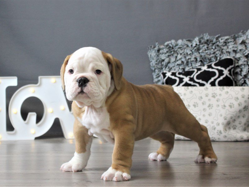 Bulldog/Bulldog-Beagle
