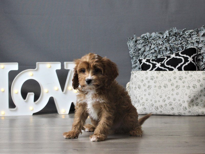 Cavalier King/Poodle