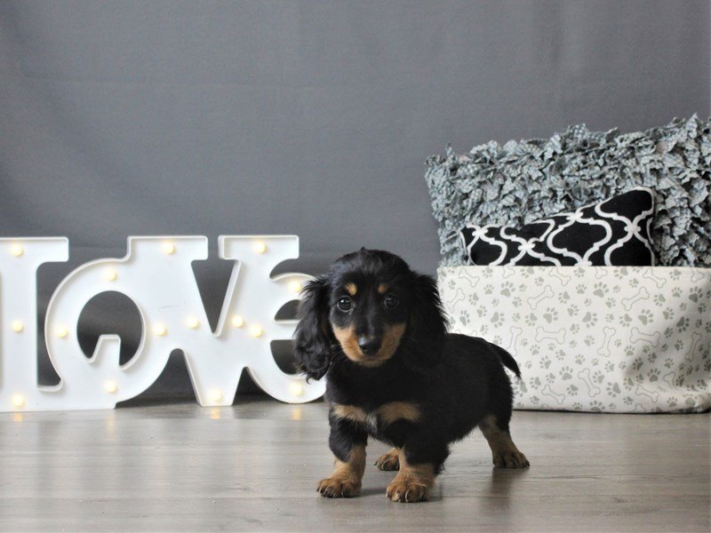 Dachshund