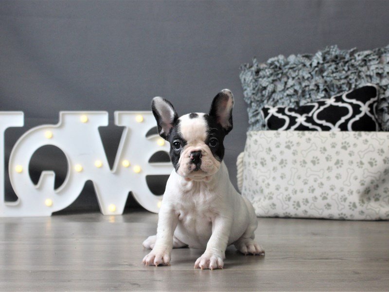 French Bulldog