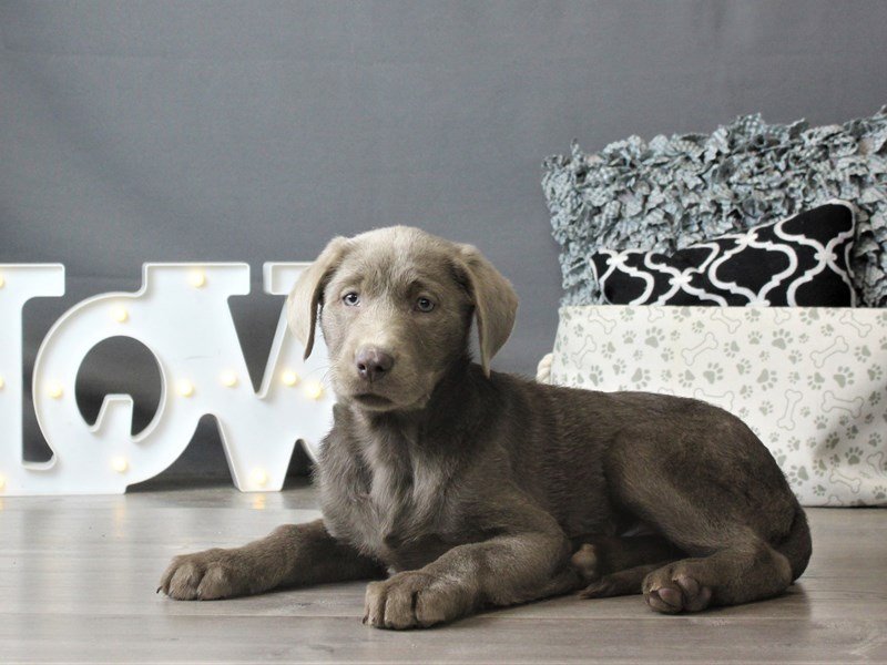 Labrador Retriever