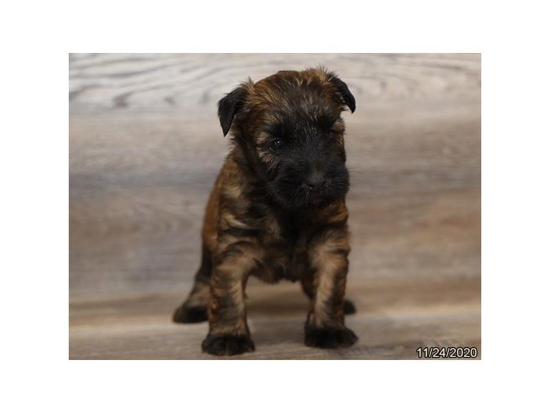 Soft Coated Wheaten Terrier