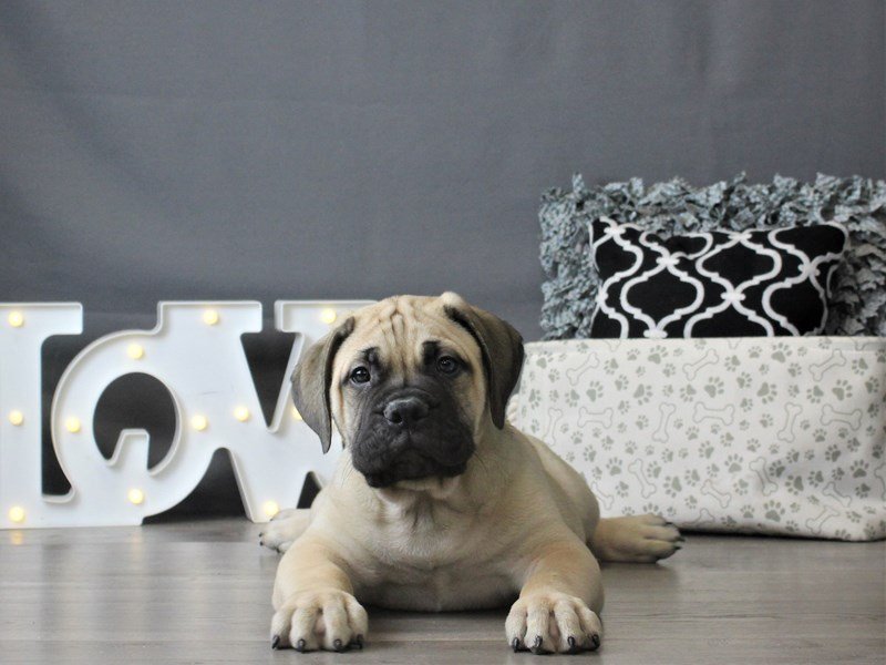 Bullmastiff