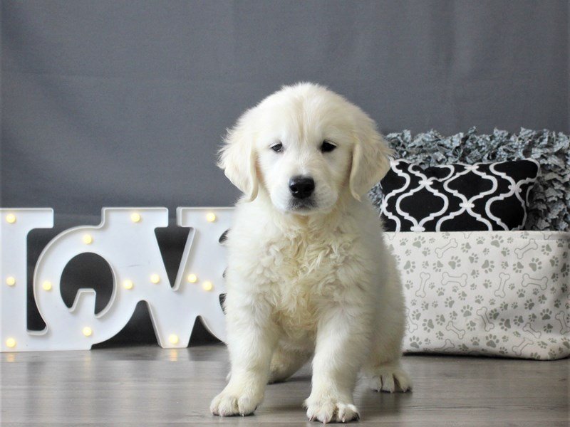 Golden Retriever Puppies Petland Carriage Place