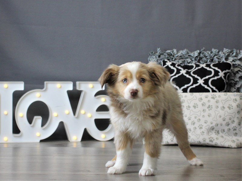Miniature Australian Shepherd
