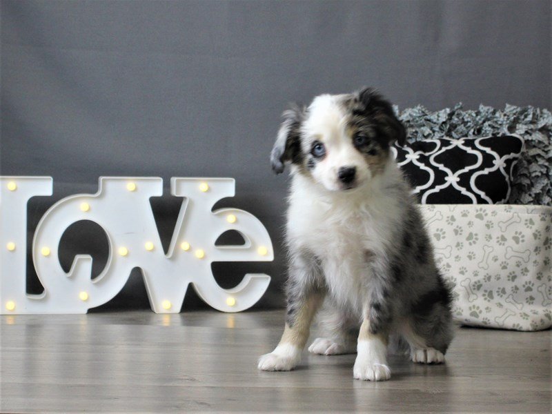 Miniature Australian Shepherd