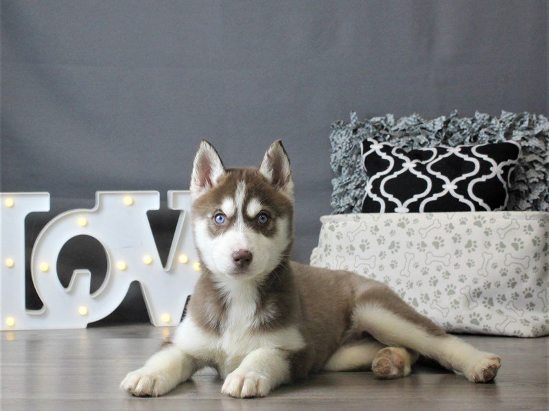 Siberian Husky