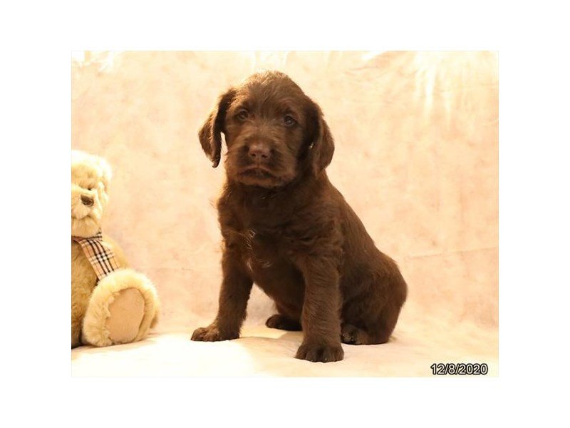 Labradoodle