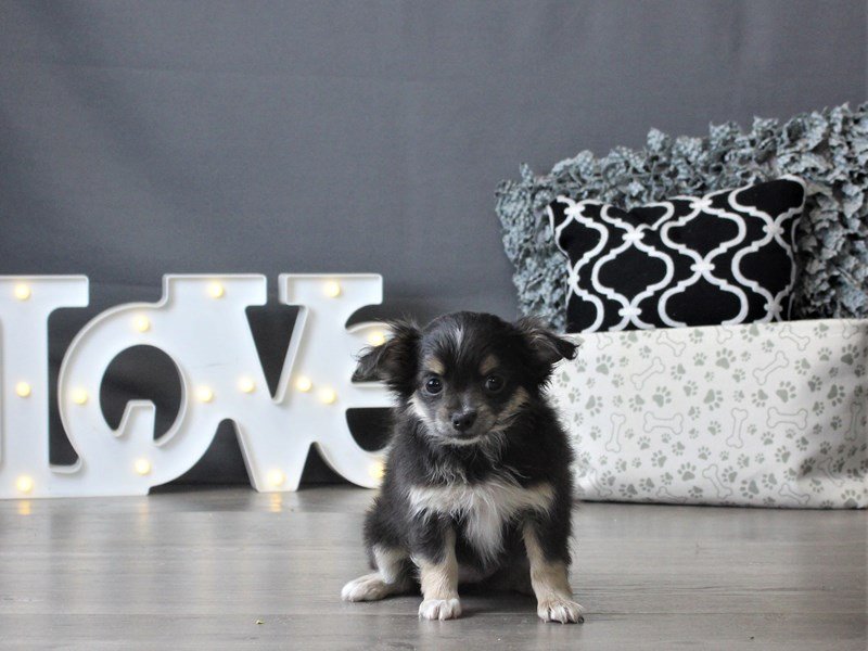Chihuahua