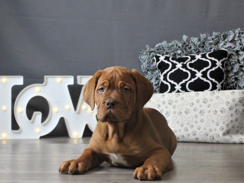 Dogue De Bordeaux