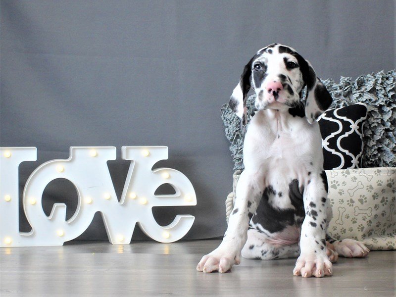 Great Dane