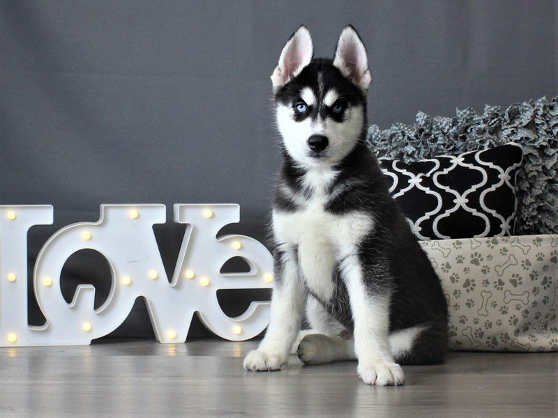 Siberian Husky