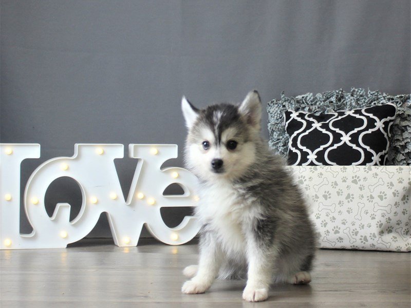 Pomsky