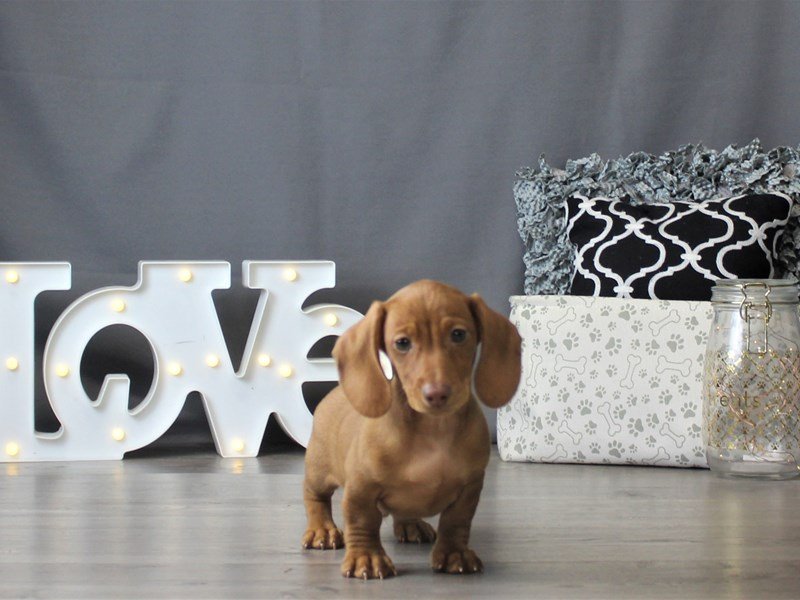 Dachshund