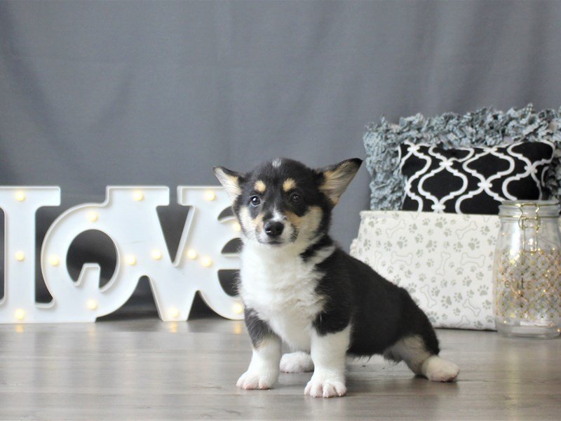 Pembroke Welsh Corgi