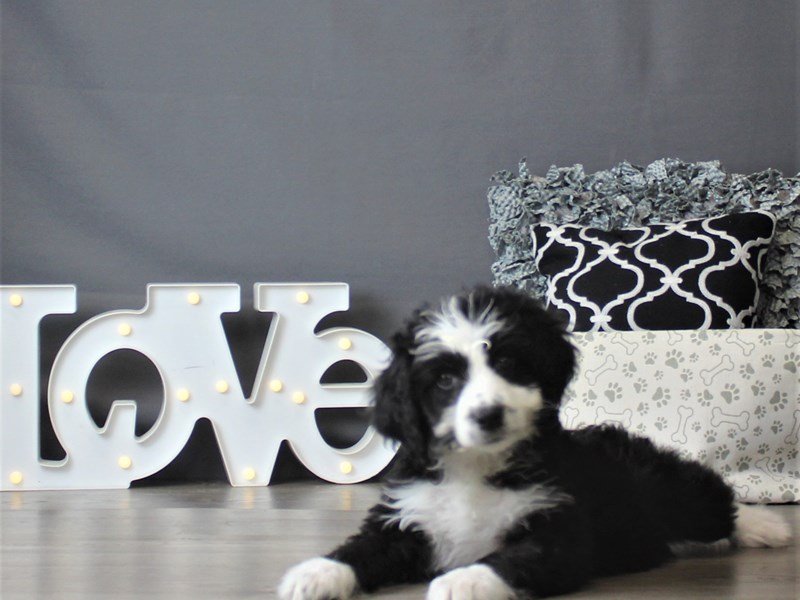Poodle/Australian Shepherd