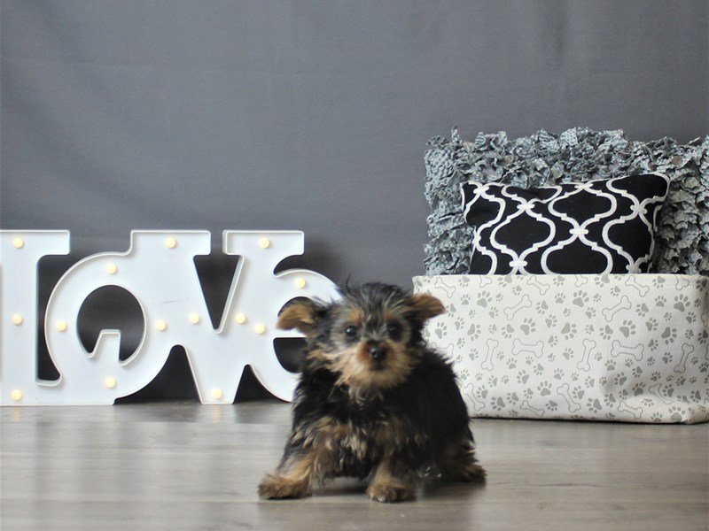 Yorkshire Terrier