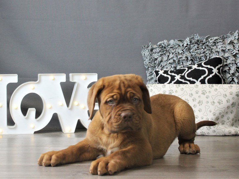 Dogue De Bordeaux