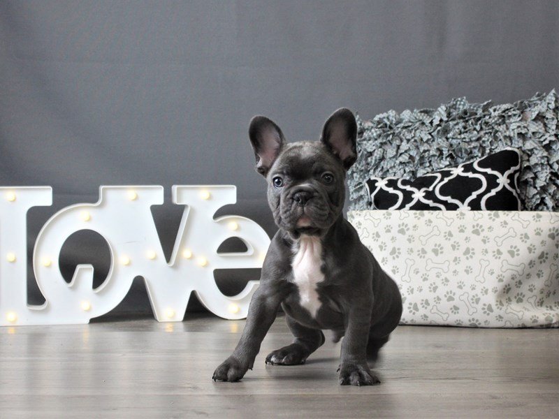 French Bulldog