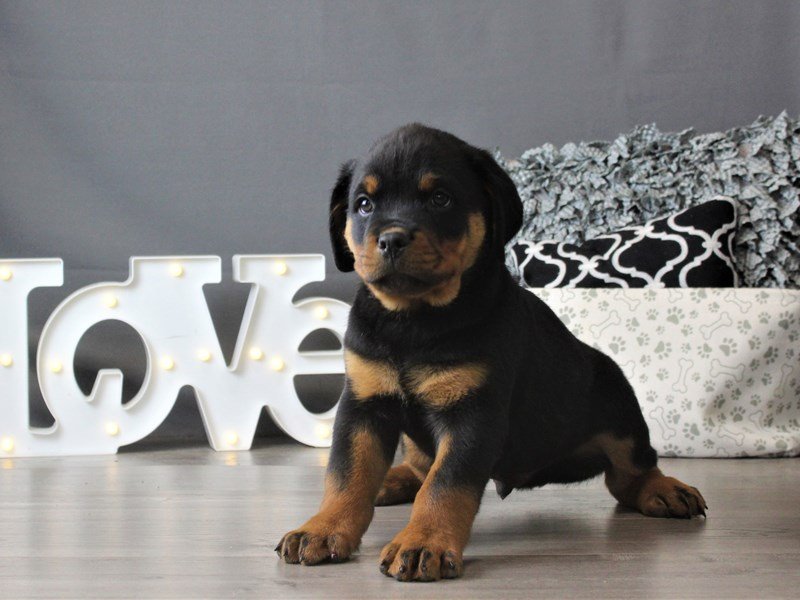 Rottweiler