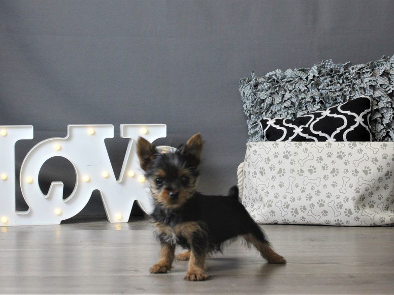 Yorkshire Terrier