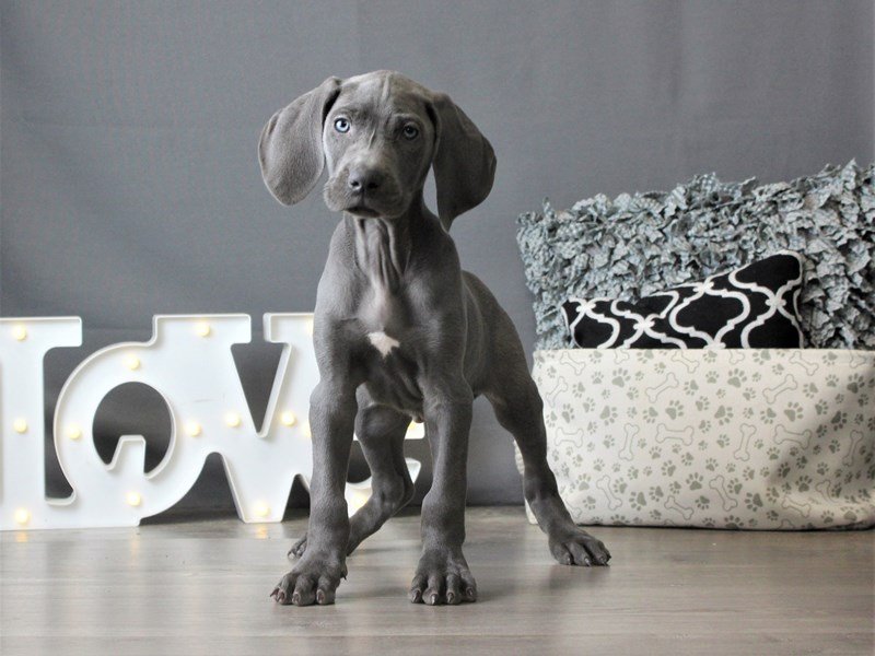 Weimaraner