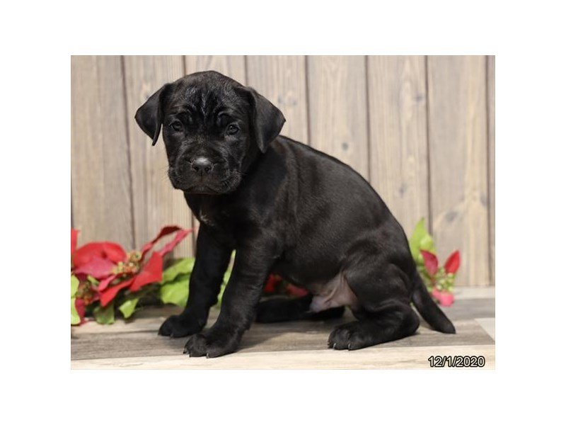 Neapolitan Mastiff