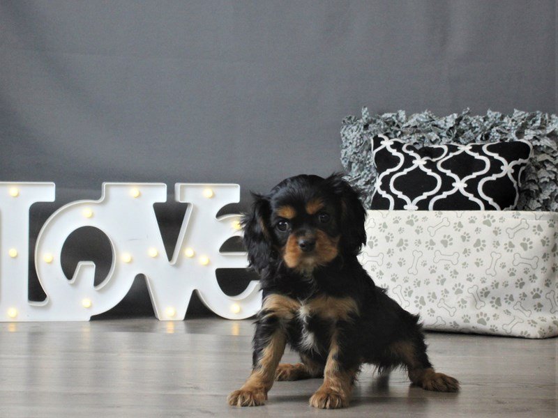 Cavalier King Charles Spaniel