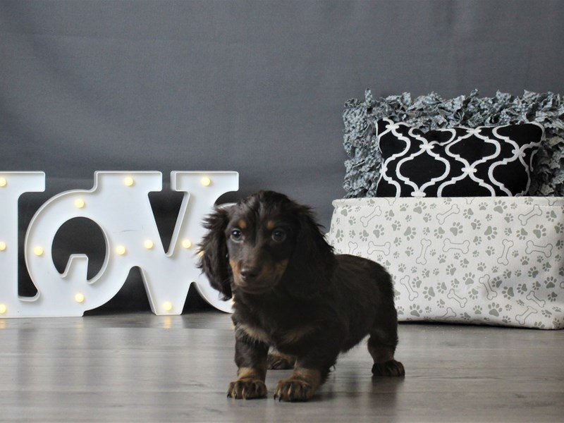 Dachshund